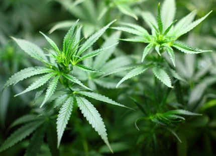 Cannabis-produktion