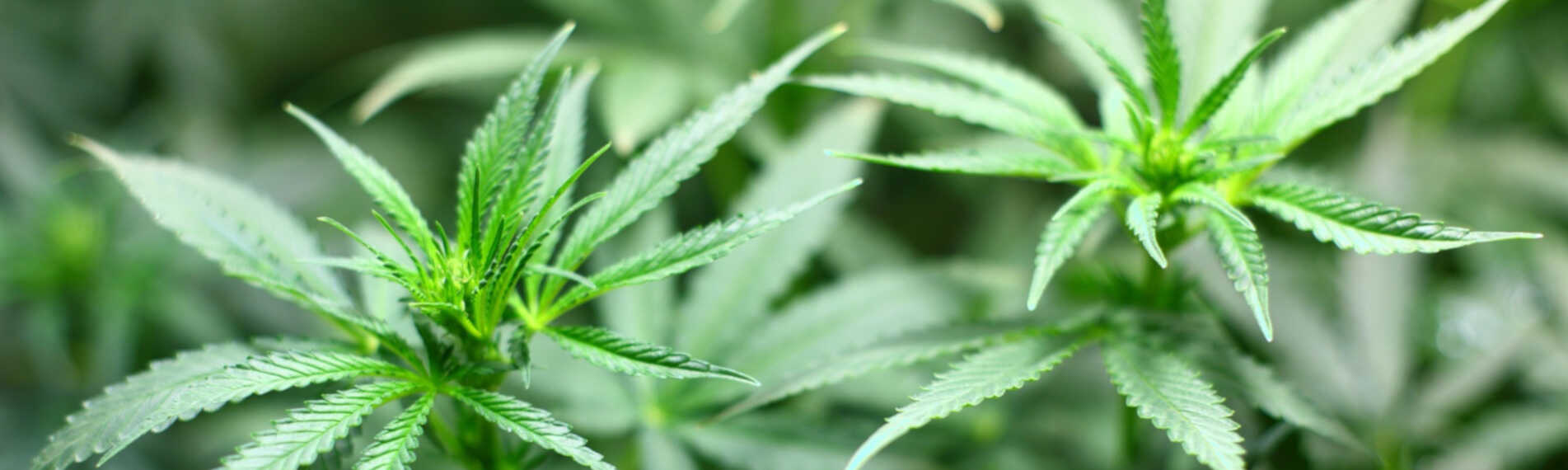 Cannabis produktion: styring af luftfugtighed